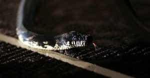 sarpe - O fetiţă de 10 ani a fost muşcată de un şarpe