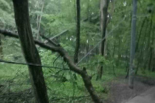 copac cazut cabluri electrice