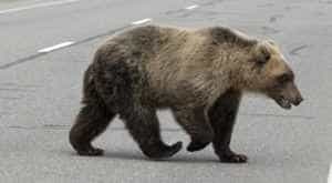 urs - Urșii atacă din nou! Primarul comunei Bălilești trage un semnal de alarmă