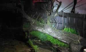 copac cazut e1685862215821 - Doi copaci au căzut pe firele electrice din Câmpulung!