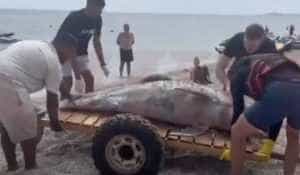 alerta litoral delfin mort adus valuri plaja mamaia 840866 - Un delfin mort a fost adus de valuri, pe o plajă din Mamaia! Este alertă pe litoral!