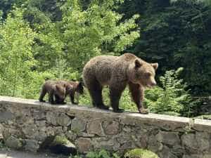 Sursă foto: Facebook Alina Gorghiu