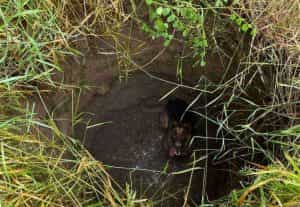 catelus e1687107058343 - Acțiune emoționantă în Argeș! Cățeluș salvat dintr-o groapă de 3 metri!