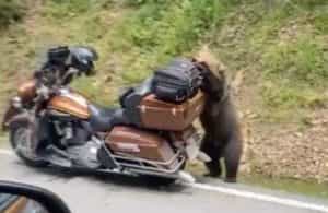 trafic blocat dn1 ursi motocicleta daramata 841053 e1687113372989 - Atenție șoferi! Trafic blocat pe DN1 din cauza... urșilor!