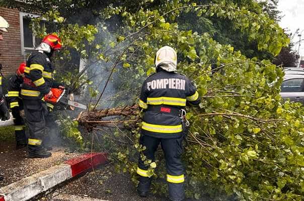 Copac căzut Copac căzut