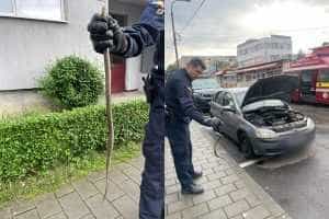 Sarpe la masina - O altfel de misiune a jandarmilor argeșeni!