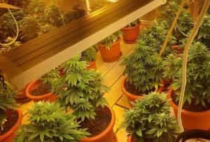 canabis bucuresti descinderi e1687194491836 - Un profesor de engleză este suspectat de trafic de droguri!