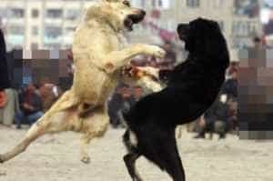 lupte caini - Lupte cu câini în Argeș! Stăpâni cercetați în urma unor imagini postate pe internet