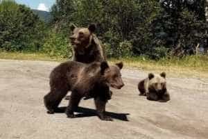 Ce se întâmplă cu urșii din județ. Ministrul Mediului a dispus intervenția asupra a nouă animale din Argeș 1 Ursi - Ce se întâmplă cu urșii din județ. Ministrul Mediului a dispus intervenția asupra a nouă animale din Argeș