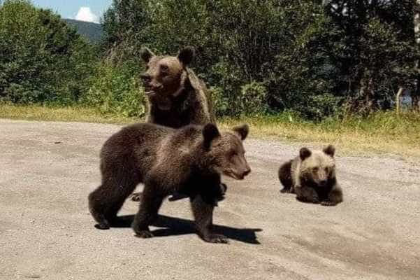 Urși Ursi - AZI. O comună din Argeș rămâne fără curent!