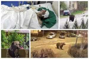 CIFRE DE ALERTĂ! Numărul urşilor din Argeş a depăşit 1000! 9 peste 1000 ursi arges
