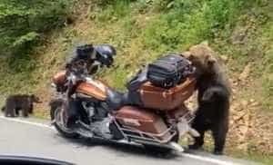 (VIDEO) Nu-ți risca viața pentru o poză cu ursul! 15 Ursoaica pe motocicleta - (VIDEO) Nu-ți risca viața pentru o poză cu ursul!