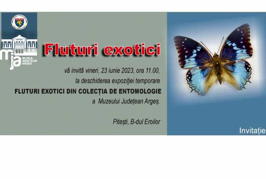 fluturi Sursă foto: Muzeul Județean Arges.