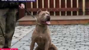 caine - Un medic veterinar a operat ilegal mai mulți câini pentru a-i face mai agresivi în lupte