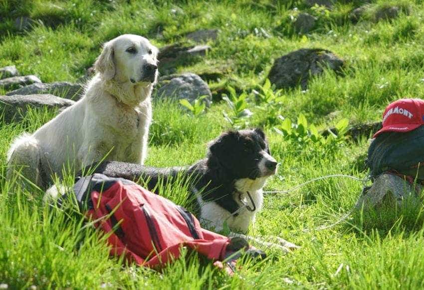 salvamont caini 9 Sursă foto: CJ Arges