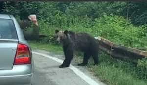 (VIDEO) Gest inuman făcut de un bărbat pe Transfăgărășan! Imaginile au stârnit revoltă pe internet 5 Urs lovit - (VIDEO) Gest inuman făcut de un bărbat pe Transfăgărășan! Imaginile au stârnit revoltă pe internet