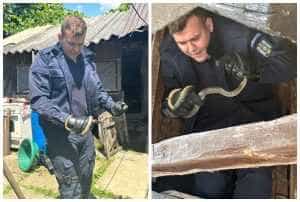 page 2 - După urși, a venit rândul șerpilor să bage spaimă în cetățenii argeșeni