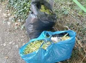 Tei - Tei vandalizaţi pentru flori, în Pitești!