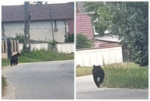 (VIDEO) Localnicii din Micești sunt terorizați de urși 7 Urs Micesti - (VIDEO) Localnicii din Micești sunt terorizați de urși