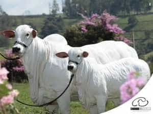 Ai un animal atât de valoros? Vacă vândută cu 4 milioane de euro 1 Sursă foto: Facebook Casa Branca Agropastoril.