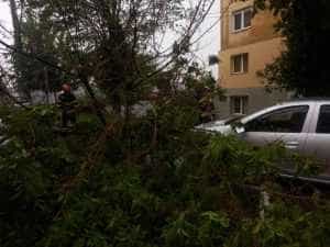 Natura s-a dezlănţuit în Trivale! Copaci căzuți pe străzi 2 52e04d27 6237 49da 8a75 aa6123377919 - Natura s-a dezlănţuit în Trivale! Copaci căzuți pe străzi