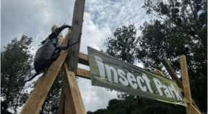 Veste bună pentru iubitorii de insecte. Se va deschide Insect Park în România! 1 Insect Park - Veste bună pentru iubitorii de insecte. Se va deschide Insect Park în România!