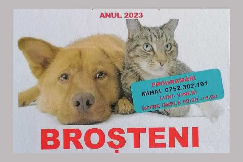 Costești sterilizari animale Costești sterilizari animale