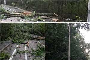 Natura s-a dezlănţuit în Trivale! Copaci căzuți pe străzi 1 page 3 - Natura s-a dezlănţuit în Trivale! Copaci căzuți pe străzi