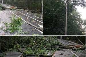 page 4 - Natura s-a dezlănţuit în Trivale! Copaci căzuți pe străzi