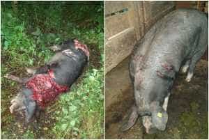 Un urs a făcut prăpăd într-o gospodărie din Corbi. Fostul primar, Virgil Baciu, trage un semnal de alarmă 1 Porci raniti - Un urs a făcut prăpăd într-o gospodărie din Corbi. Fostul primar, Virgil Baciu, trage un semnal de alarmă