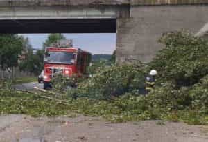 copac cazut pompieri e1688729859541 - Atenție șoferi! Copac căzut pe DN 7C și în zona Cornul Vânătorului Pitești!