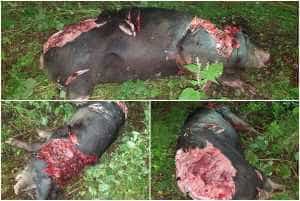 Un urs a făcut prăpăd într-o gospodărie din Corbi. Fostul primar, Virgil Baciu, trage un semnal de alarmă 4 porc omorat de urs - Un urs a făcut prăpăd într-o gospodărie din Corbi. Fostul primar, Virgil Baciu, trage un semnal de alarmă