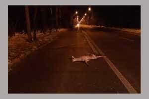 Untitled Project 1 - Argeș - Atenție șoferi! Căprioară călcată și lăsată pe drum!