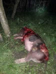 1b4fa05c 6f2b 4916 9049 d80d134bcd07 - (VIDEO) Urșii terorizează satele din Argeș și îi lasă pe oameni fără porc de Crăciun