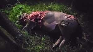 a194a518 09f0 4a7f 9995 3dc4509bc45f - (VIDEO) Urșii terorizează satele din Argeș și îi lasă pe oameni fără porc de Crăciun