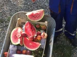 Canicula își face simțită prezența. Animalele de la Zoo Pitești, la regim! 2 Sursă foto: Facebook Primăria Municipiului Pitesti