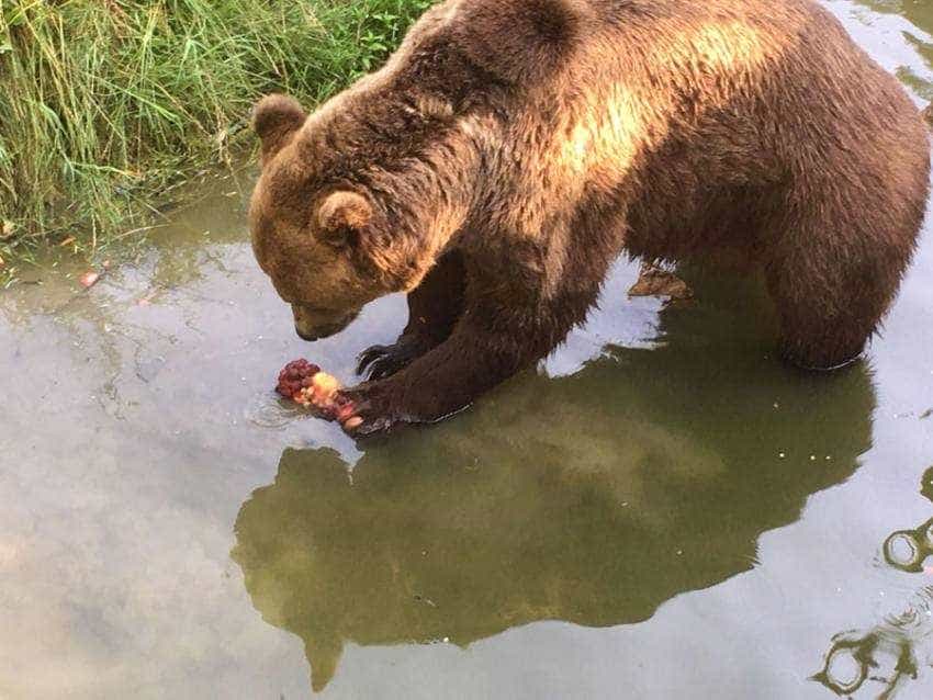 urs canicula zoo Sursă foto: Facebook Primăria Municipiului Pitesti