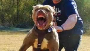 amstaff caine 1 - Un copil de 7 ani a ajuns la spital după ce a fost mușcat de câinele familiei