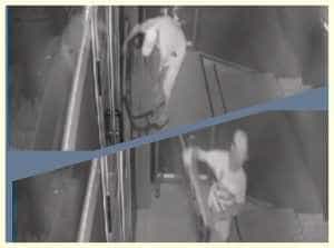 a furat banca - [VIDEO] A furat banca și a plecat cu ea la plimbare