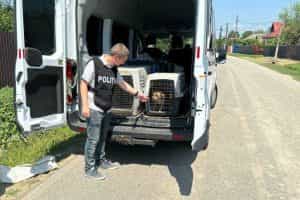 catelusi e1689678985781 - Argeș: O cățea și cei 4 pui ai săi au fost lăsați fără apă și mâncare! Stăpânul era internat în spital!