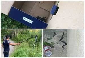 page 4 - Șarpele, musafirul nepoftit din casa unui piteștean