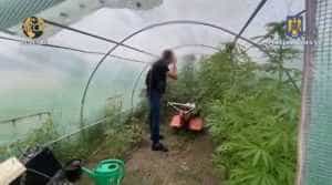 (VIDEO) Cultură de cannabis descoperită într-un solar din Ștefănești! 1 cannabis solar stefanesti - (VIDEO) Cultură de cannabis descoperită într-un solar din Ștefănești!