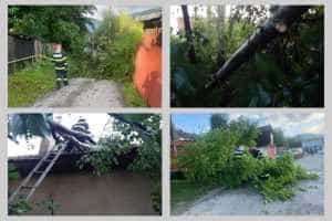 copaci cazuti Argeș