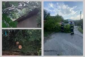 copaci cazuti Argeș