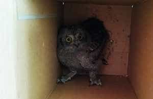 067ae797 a90e 4a0b 973d 3af49e79c5c7 - Pitești: Polițist local-salvatorul unui pui de bufniță!