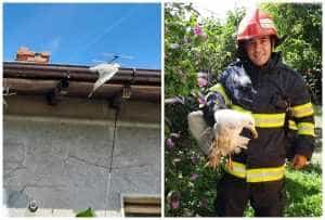 page 3 - Pui de pescăruș, salvat de pompierii argeșeni