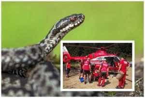 Copil muscat de vipera - Copil mușcat de viperă, pe masivul Godeanu