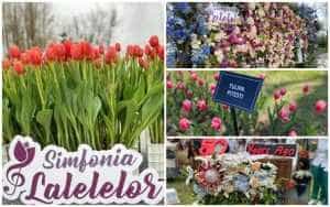 Simfonia Lalelelor - brandul de eveniment care identifică Piteștiul în România 1 Simfonia lalelelor - Simfonia Lalelelor - brandul de eveniment care identifică Piteștiul în România