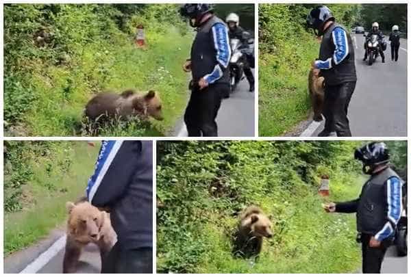 Urs pe Transfăgărășan