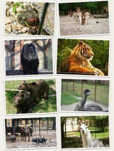Zoo Pitești își așteaptă vizitatorii, în mini-vacanța de Sfânta Maria Mare! 1 zoo